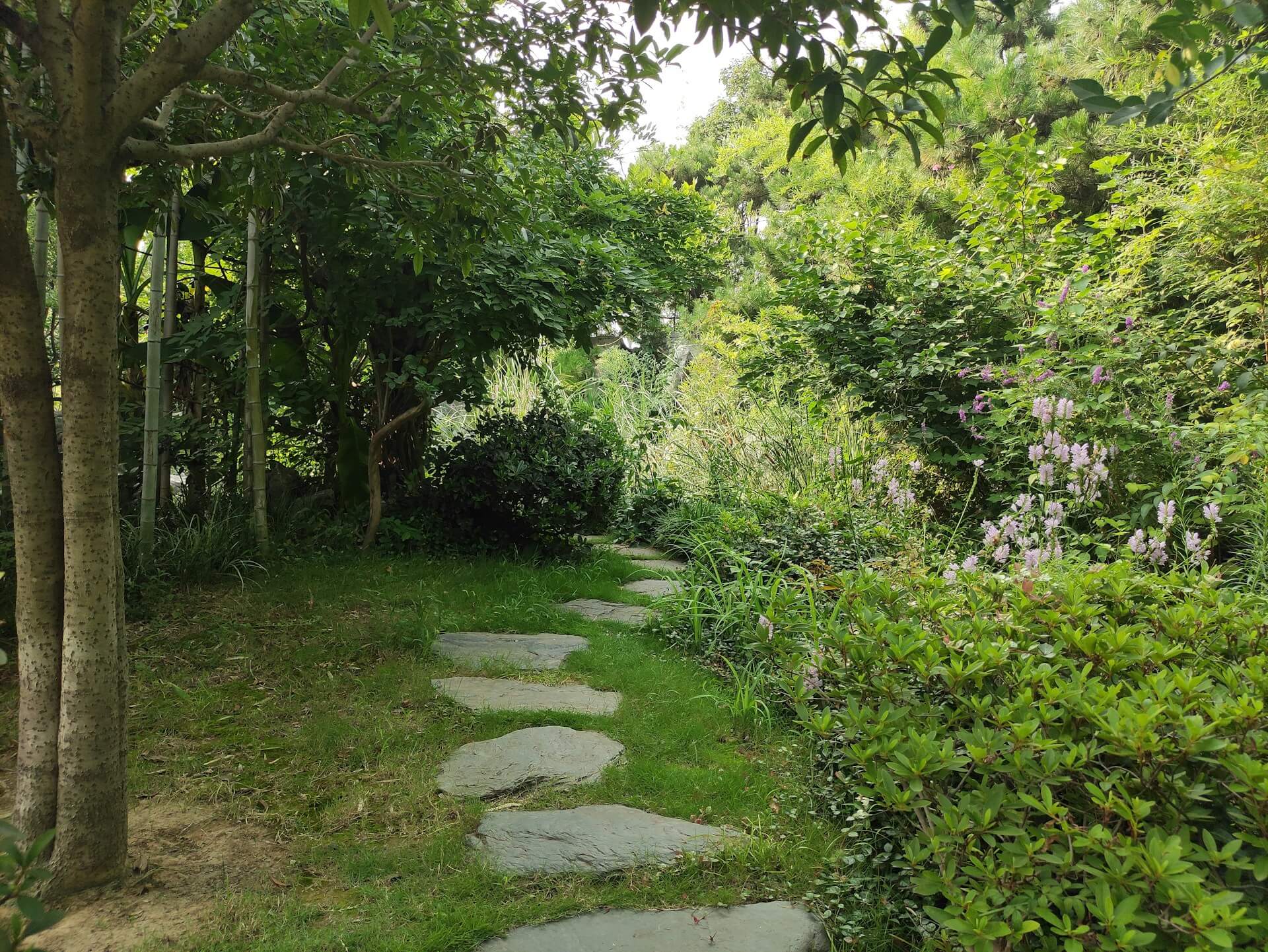 苍翠的树林间，有一条石头小径。